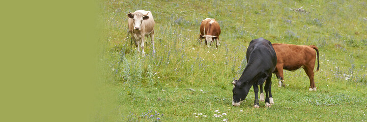 Cows grazing in lush green field with wildflowers on a sunny day.