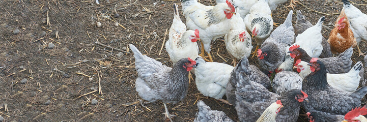 Farmyard chickens gathering for feeding on dirt ground with various feather patterns and colors.