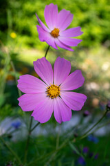 Obraz premium Cosmos bipinnatus mexican aster flowering white pink garden plants, group of beauty petal flowers in bloom on green background