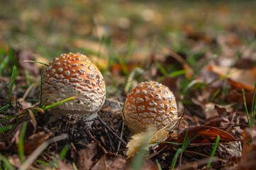 Amanita muscaria, fly agaric, fly amanita, poisonous mushroom in a forest