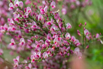 Obraz premium Cytisus scoparius scotch broom ornamental flowers in bloom, purple pink bright color flowering plant