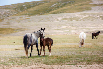 Wild horses in the mountains of Kyrgyzstan. Symbol of freedom and nomadic spirit in Central Asia.