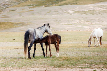 Wild horses in the mountains of Kyrgyzstan. Symbol of freedom and nomadic spirit in Central Asia.