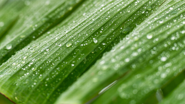 green leaf with water drops