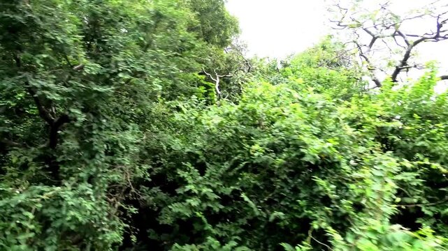 The beautiful nature seen on the ropeway ride to Manasa Devi Temple in Haridwar, Uttarakhand, India