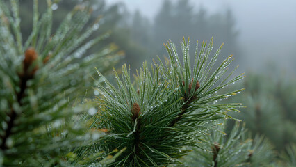 Morning Dew on Pine Needles Showcasing the Beauty of Nature’s Details in Soft Light - outdoor imagery