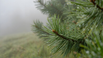 Close-Up of Dew-Covered Pine Needles Highlighting Intricate Details Under Soft Morning Light - nature photography