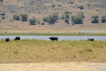 Africa, Tanzania, Ngorongoro, buffalo with bird on its back