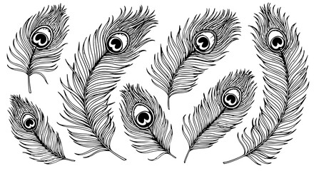 Set of peacock feather vector black