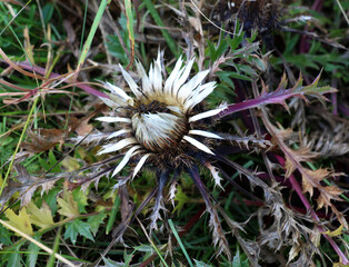 Stemless thistle (Carlina acaulis) grows in nature