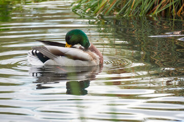 kaczka w jeziorze © anix