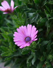 Obraz premium Pink Daisy Flower in Green Foliage