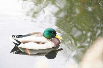 kaczka w jeziorze © anix