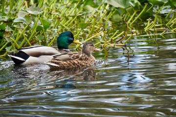 kaczka w jeziorze © anix