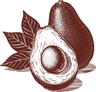 brown avocado fruit and leaves clip art preview