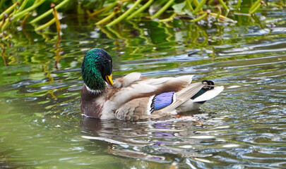 kaczka w jeziorze © anix