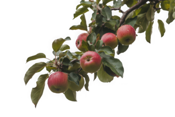 Ripe red apples hanging from a branch with green leaves isolated on transparent background