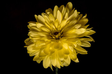 The vibrant colors of the yellow chrysanthemum 