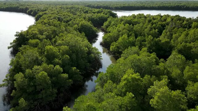 Aerial drone view slowly panning across a lush green mangrove forest coastline, revealing unique natural patterns and textures growth, habitat, overhead