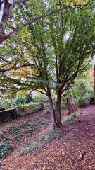 path in the forest: autumn vibes