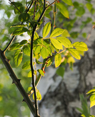 Artistic atmospheric picture of backlit rose leaves with the evening sun shining through