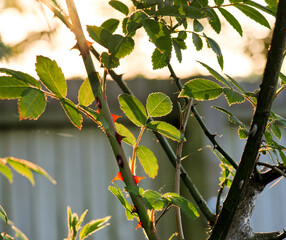 Artistic atmospheric picture of backlit rose leaves with the evening sun shining through