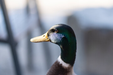 Close-Up of Male Mallard Duck 