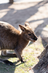 Close-Up of a Baby Kangaroo
