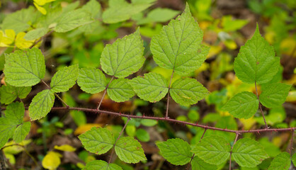 Wineberry leafs with thorns