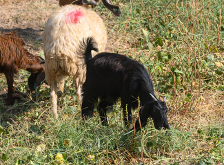 Obraz premium Black long-eared Cypriot goats and sheep grazing on a field