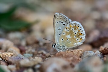 photos of flowers, butterflies and butterflies