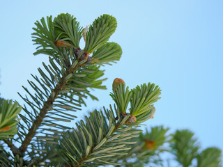 Fresh new growth on fir tree with many pinecones