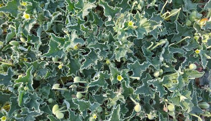 photos of wild plants and medicinal plants