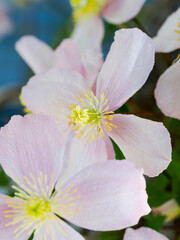 Close-up of some beautiful light pink clematis flowers