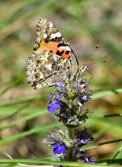 wildlife photos. photos of butterflies in natural areas.