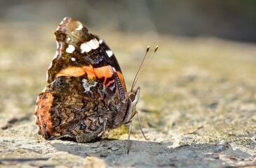 wildlife images. photos of various butterflies.