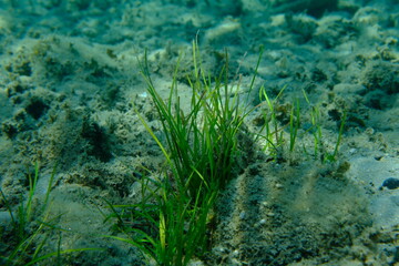 Neptune grass or Mediterranean tapeweed (Posidonia oceanica) undersea, Aegean Sea, Greece, Halkidiki, Pirgos beach