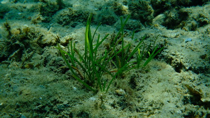 Neptune grass or Mediterranean tapeweed (Posidonia oceanica) undersea, Aegean Sea, Greece, Halkidiki, Pirgos beach