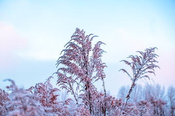 Large dry field grass covered with hoarfrost against the blue and pink sky background. Frozen plants. Winter season details. Beauty in nature. Frosty weather. Sunrise or sunset colors. Abstraction
