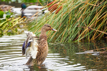 kaczka w jeziorze © anix