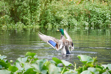 kaczka w jeziorze © anix