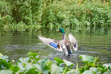 kaczka w jeziorze © anix