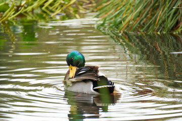 kaczka w jeziorze © anix