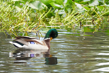 kaczka w jeziorze © anix
