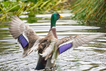 kaczka w jeziorze © anix