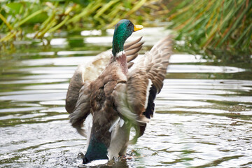 kaczka w jeziorze © anix