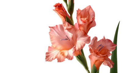 pink tulip isolated on white