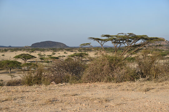 Acacia Trees and Distant Hills in Shaba National Reserve, Kenya
