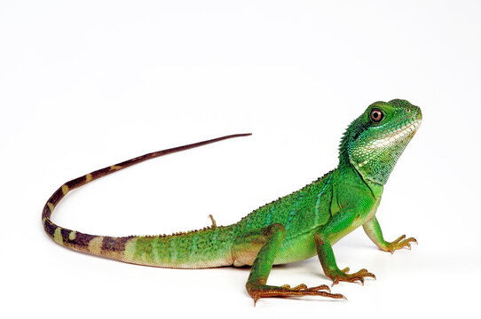 Green water dragon // Gr&uuml;ne Wasseragame (Physignathus cocincinus)