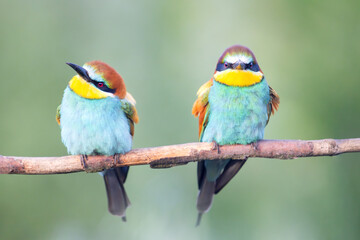 Pair of colorful European Bee-eaters Merops apiaster perched side-by-side on a branch